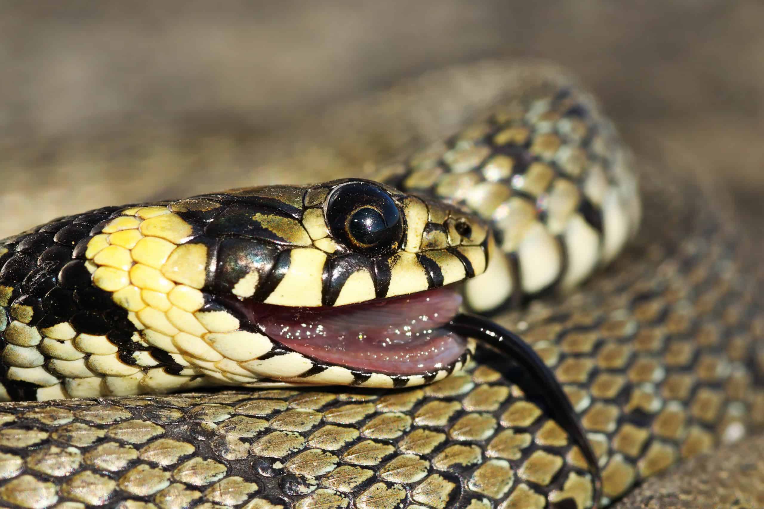 Por que os animais se fingem de mortos? Conheça a tanatose