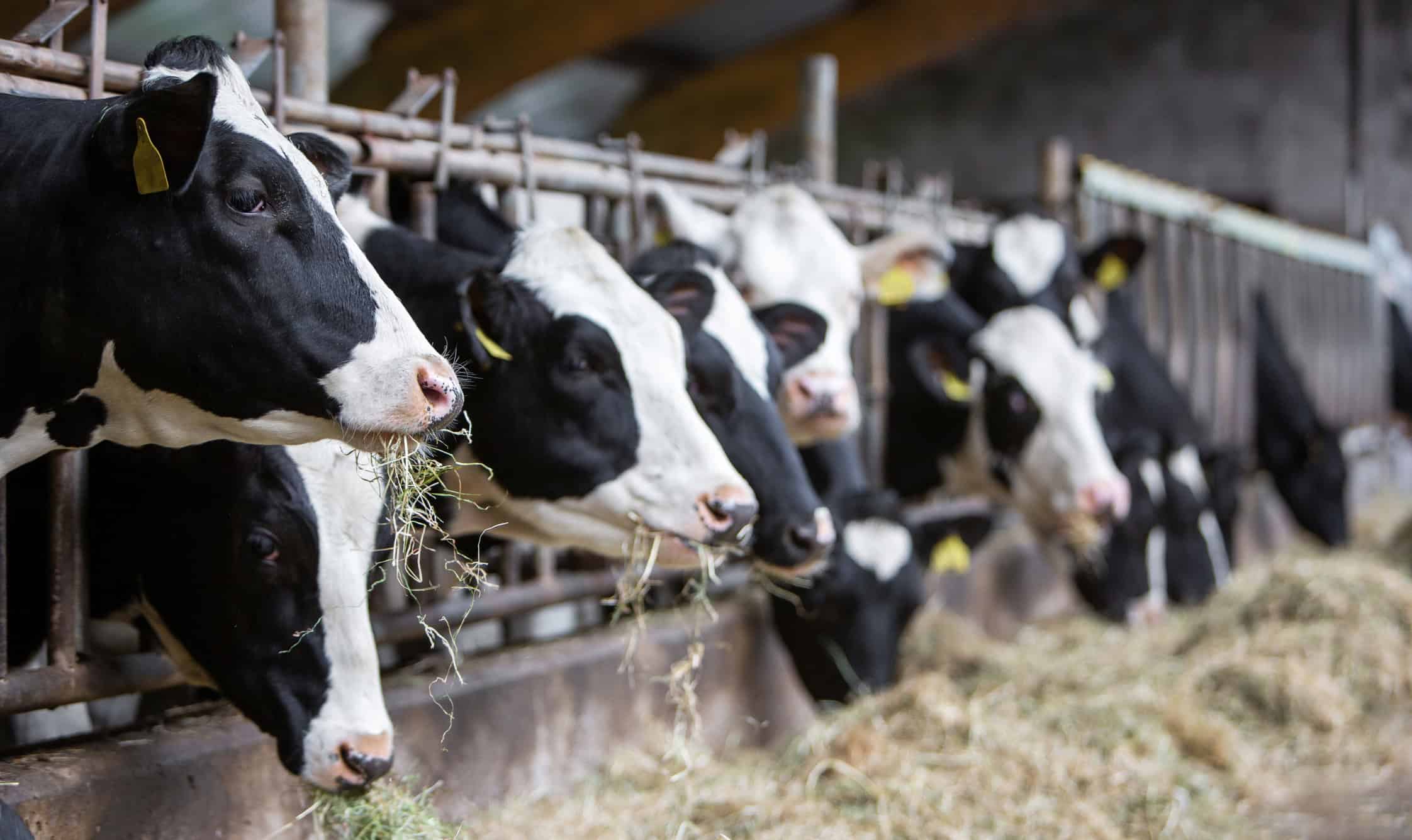 Leite sem vaca? Startup produz whey de maneira inusitada