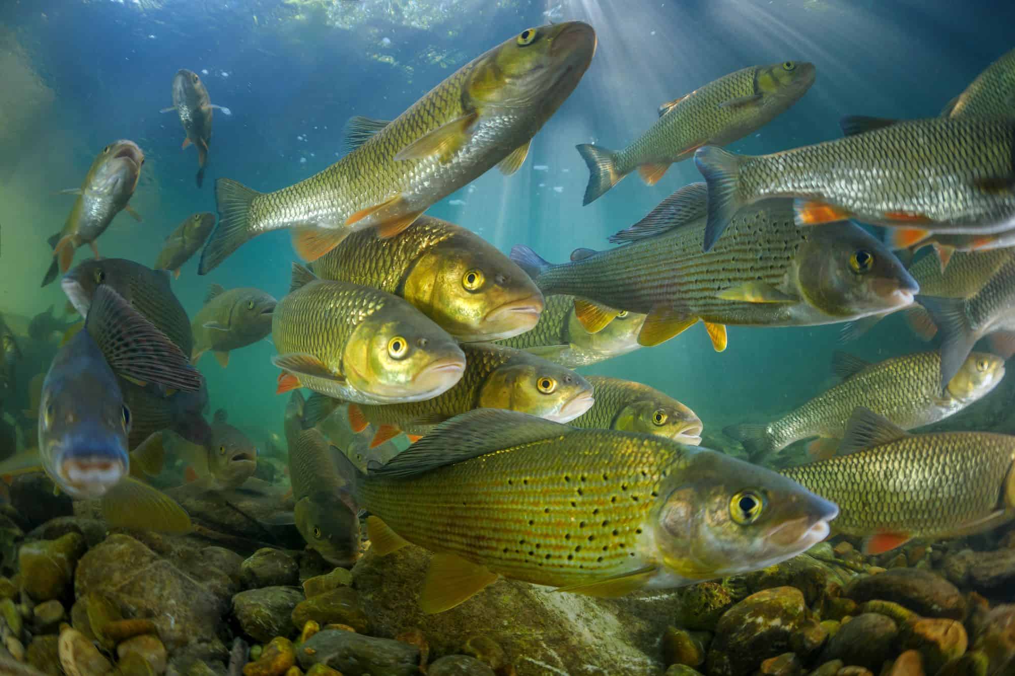 Os peixes bebem água? – Olhar Digital