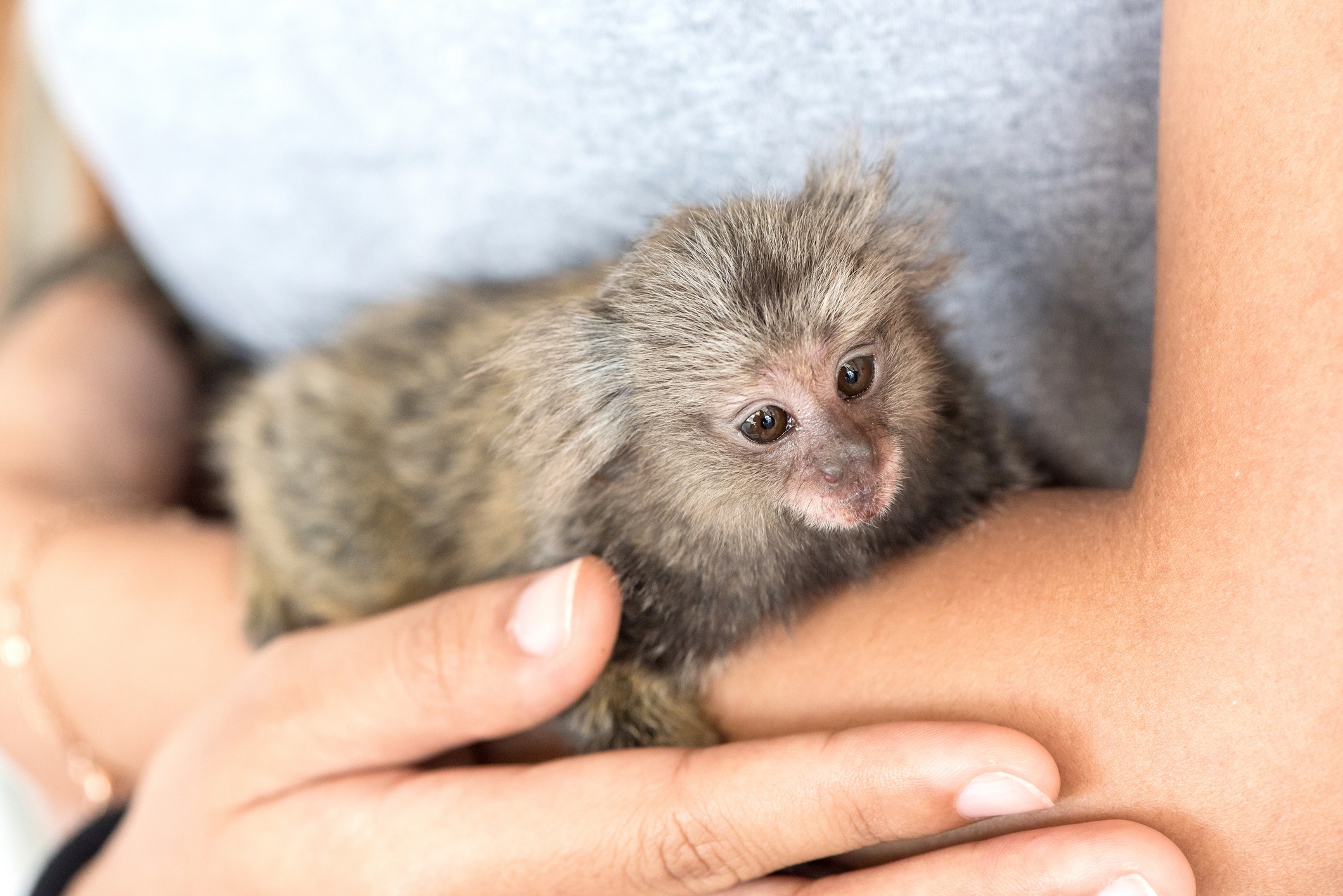 Você pode ter um pet exótico? Veja 8 animais liberados no Brasil