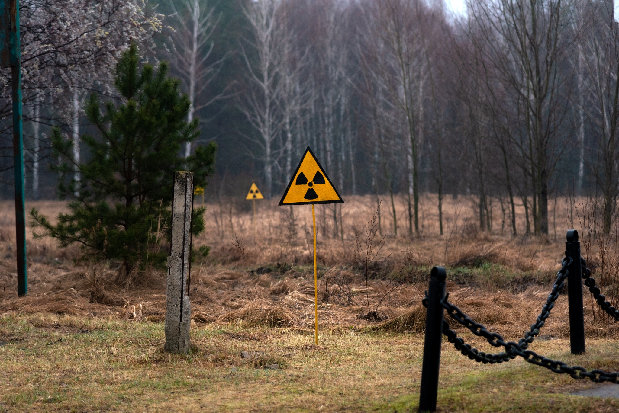 Fungo usa radiação para crescer e pode “limpar” Chernobyl