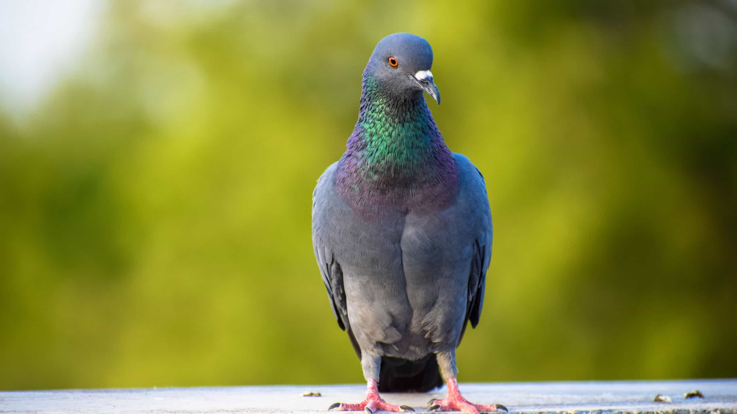6 animais que foram obrigados a se adaptar aos centros urbanos
